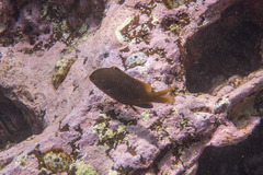 Plectroglyphidodon apicalis