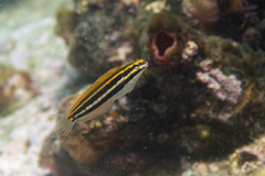 Petroscirtes fallax