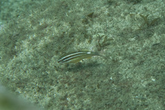 Parupeneus ciliatus
