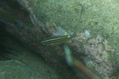 Parupeneus ciliatus