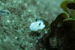 Glossodoris angasi