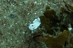 Glossodoris angasi