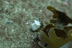 Glossodoris angasi