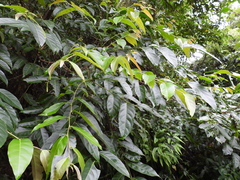 Glochidion lanceolatum