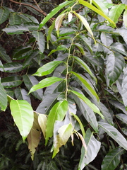 Glochidion lanceolatum