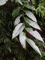 Glochidion lanceolatum