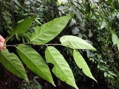 Glochidion lanceolatum