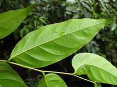 Glochidion lanceolatum