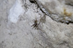 Spelaeiacris tabulae