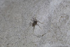 Spelaeiacris tabulae