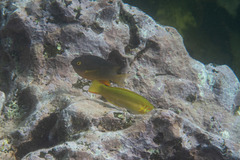 Plectroglyphidodon gascoynei