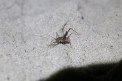 Spelaeiacris tabulae