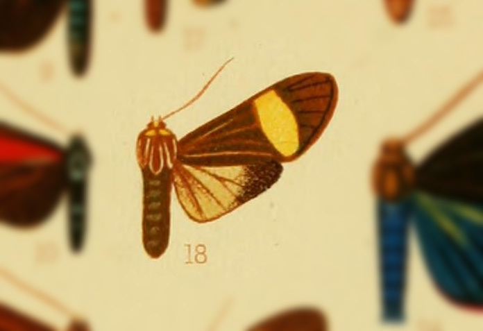 Trichodesma klagesi