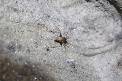 Spelaeiacris tabulae