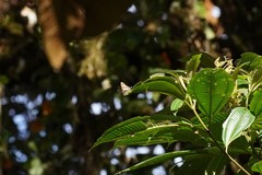 Lamprospilus nicetus