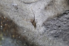 Spelaeiacris tabulae