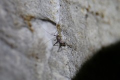 Spelaeiacris tabulae