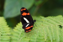 Heliconius telesiphe