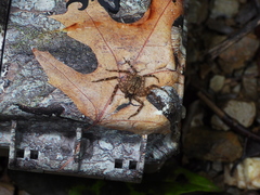 Siamspinops formosensis