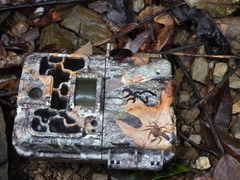 Siamspinops formosensis