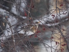 Turdus pilaris
