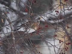 Turdus pilaris