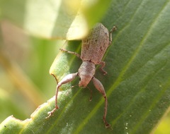 Pandeleteius defectus