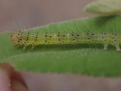 Xanthodes transversa