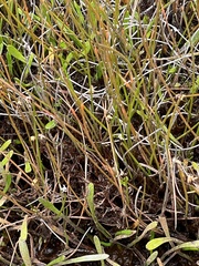 Eleocharis gracilis