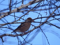 Coccothraustes coccothraustes