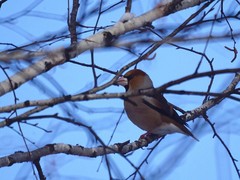 Coccothraustes coccothraustes