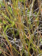 Eleocharis gracilis