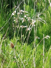 Behenantha