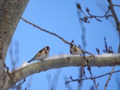 Carduelis carduelis