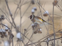 Carduelis carduelis