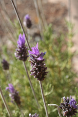 Lavandula dentata image