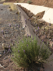 Lavandula dentata image