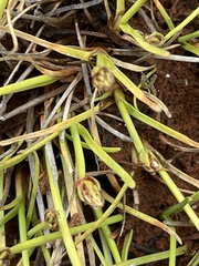 Isolepis crassiuscula