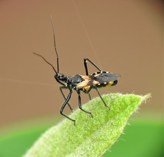 Catasphactes coprias