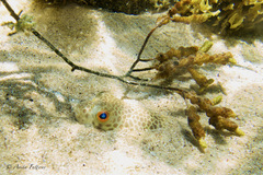 Tetractenos glaber