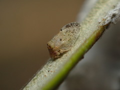 Euphyllura olivina