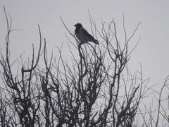 Corvus cornix