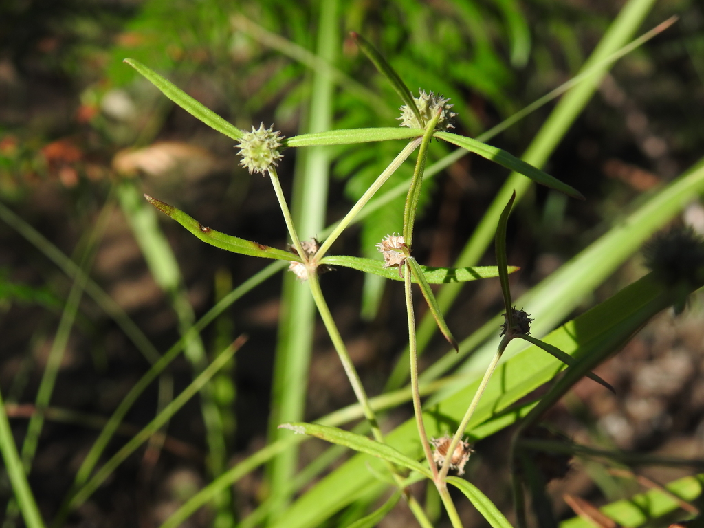 opercularia (Logan native plants that look like weeds.) · iNaturalist