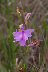 Calopogon tuberosus tuberosus