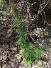 Lagarostrobos franklinii