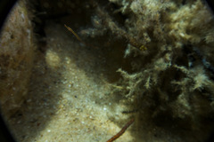 Stigmatopora narinosa