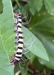 Holocerina smilax