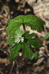 Hydrastis canadensis