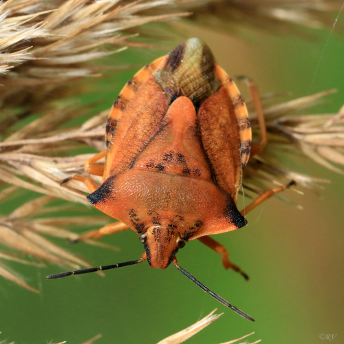northern fruit bug, Eičiai 73145, Lietuva, photo 8 of 10