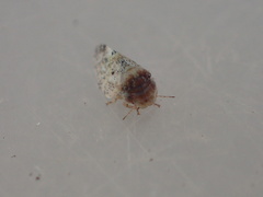 Euphyllura olivina
